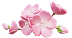 Sakura icon